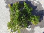 ZUURSTOFPLANT (GEDOORND) HOORNBLAD VOOR VIJVER., Tuin en Terras, Ophalen, Nieuw