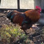 Ouder haantje kruising Marans, Dieren en Toebehoren