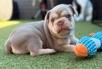 Franse Bulldog Pups, België, Fokker | Hobbymatig, CDV (hondenziekte), 8 tot 15 weken