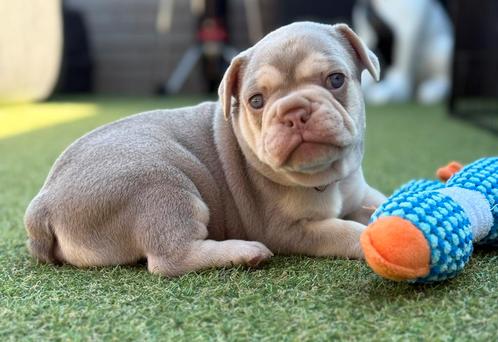 Franse Bulldog Pups, Dieren en Toebehoren, Honden | Bulldogs, Pinschers en Molossers, Bulldog, Fokker | Hobbymatig, Meerdere, België