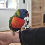 Lori van de blauwe bergen, Geslacht onbekend, Papegaai, Tam