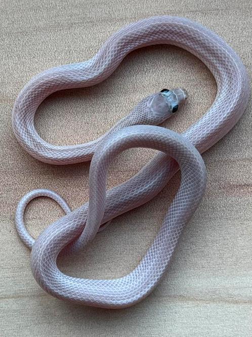 Korenslang, 8 maand, soort: Hypo Pewter Stripe, Dieren en Toebehoren, Reptielen en Amfibieën, Slang, 0 tot 2 jaar, Tam