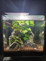 Aquarium Superfish Qubiq 30 Pro  Zwart + inhoud + garnalen, Dieren en Toebehoren, Ophalen, Zo goed als nieuw