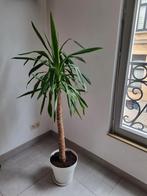 Palm Yucca elephantipes, Ophalen, Palm