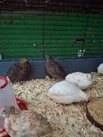 Japanse kwartel, Dieren en Toebehoren, Pluimvee