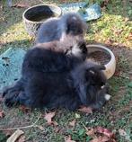 Schattige, zeer mooie dwergkonijntjes!, Dieren en Toebehoren, Konijnen