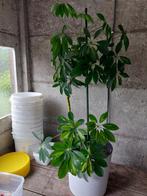 Schefflera arboricola Gerda, Ophalen
