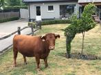 Minikoe laagbenig Dexter koe, Vrouwelijk, 3 tot 6 jaar