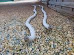 Sierkoorden lengte = 2,75m , diameter 32 mm., Dieren en Toebehoren, Vogels | Toebehoren, Ophalen, Zo goed als nieuw