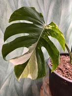 Monstera Albo Variegata (geworteld), Huis en Inrichting, Kamerplanten, Overige soorten, Minder dan 100 cm, Bloeiende kamerplant