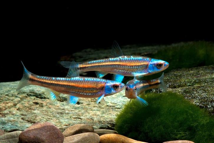 Regenboog elrits - Rainbowshiner - Notropis chrosomus., Dieren en Toebehoren, Vissen | Aquariumvissen, Zoetwatervis, Vis, Schoolvis