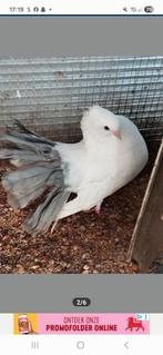 Koppel pauwstaarten, Dieren en Toebehoren, Vogels | Duiven