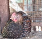 Wyandotte GR, Meerdere dieren, Kip