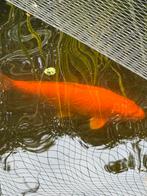 Koi Benigoi 55 cm