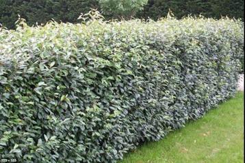 Olijfwilg haagplanten in alle soorten en maten beschikbaar voor biedingen