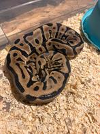 Python reguis, Animaux & Accessoires, Reptiles & Amphibiens, Serpent, Domestique, 3 à 6 ans