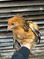 Jonge brahma haan, Mâle, Poule ou poulet