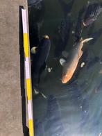 JAPANSE KOI in diverse lengtes: 15 tot 65 cm - Waasland, Karper of Koi