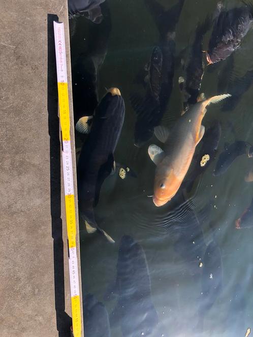 JAPANSE KOI in diverse lengtes: 15 tot 65 cm - Waasland, Dieren en Toebehoren, Vissen | Vijvervissen, Karper of Koi