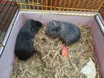2 cavia beren, Dieren en Toebehoren, Knaagdieren, Januari, Mannelijk, Cavia