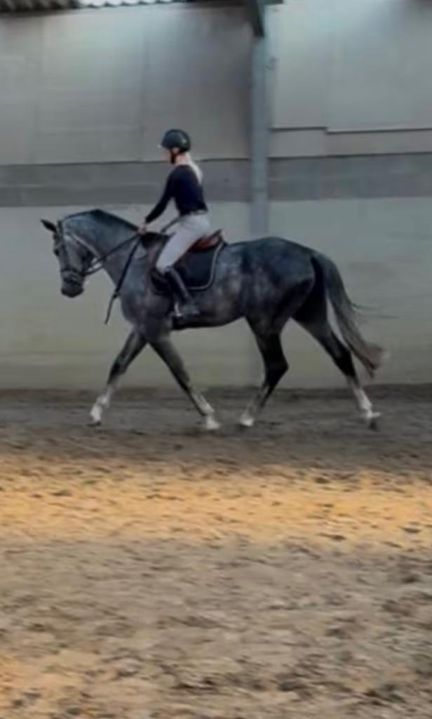 Zadelmak maken, Dieren en Toebehoren, Paarden, Zadelmak