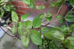 Tradescantia Zebrina Purple Pluch, Ophalen of Verzenden