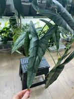 Alocasia Heterophylla Dragon Breath, Huis en Inrichting, Kamerplanten, Ophalen of Verzenden