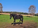 Zwarte springgefokte hengst, Dieren en Toebehoren, Springpaard, Gechipt, Hengst, 3 tot 6 jaar