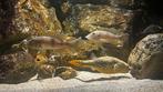 Koppel f1 gnathochromis permaxillaris lees heel advertentie, Animaux & Accessoires, Poissons | Poissons d'aquarium