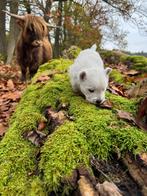 West Highland white Terriër pups/westie/westy/pups/cesar, België, Fokker | Hobbymatig, Overige rassen, CDV (hondenziekte)