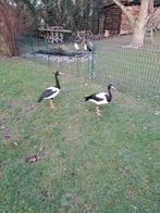 2 males oie semi palmée