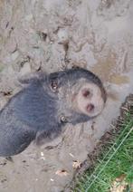 Mini Varkentjes (Gottinger hangbuikzwijntjes), Dieren en Toebehoren, Meerdere dieren, Varken, 3 tot 5 jaar