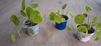 Pannenkoekenplant of pilea peperomioides, Ophalen