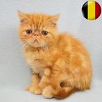 Exotic Shorthair kittens te koop (Belgisch), Dieren en Toebehoren, Katten en Kittens | Raskatten | Korthaar, Meerdere dieren, Gechipt