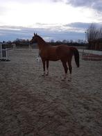 Ter adoptie, Dieren en Toebehoren, Paarden, Merrie