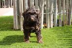 Prachtige mini Labradoodle pups, Dieren en Toebehoren, België, Overige rassen, CDV (hondenziekte), 8 tot 15 weken