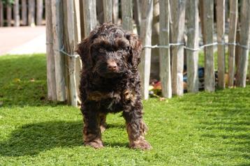 Superbes petits chiots Labradoodle, Autres races, Plusieurs, Parvovirose, Belgique