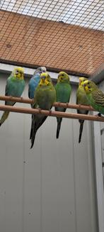 Grasparkieten, Dieren en Toebehoren