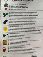 Citronnier, Enlèvement