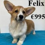 Welsh Corgi (reutjes) Felix & Louis opzoek naar een thuis, Dieren en Toebehoren, Honden | Herdershonden en Veedrijvers, 15 weken tot 1 jaar