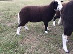 zwartbles ram, Mannelijk, Schaap, 0 tot 2 jaar