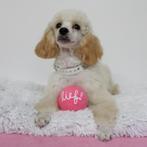 "Ellie" Dwergpoedel - opzoek naar een luxe mand, Poedel, 15 weken tot 1 jaar, Handelaar, CDV (hondenziekte)