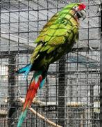 Koppel Ara militaris, Dieren en Toebehoren, Vogels | Parkieten en Papegaaien, Meerdere dieren, Papegaai, Geringd