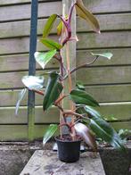 Philodendron roux, Ophalen, Overige soorten, Halfschaduw, In pot