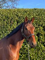 Fokmerrie te koop kleine prijs goede thuis, Dieren en Toebehoren, Merrie