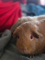 Cavia's, Dieren en Toebehoren, Knaagdieren, Oktober, Cavia, Tam