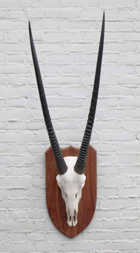 Grote SPIESBOK / ORYX op houten schild - ref. E (gewei), Collections, Collections Animaux, Comme neuf, Crâne, Animal sauvage, Enlèvement ou Envoi