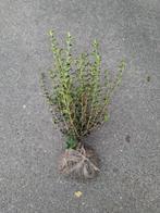 Osmanthus burkwoodii - schijnhulst 40-60 cm, Ophalen