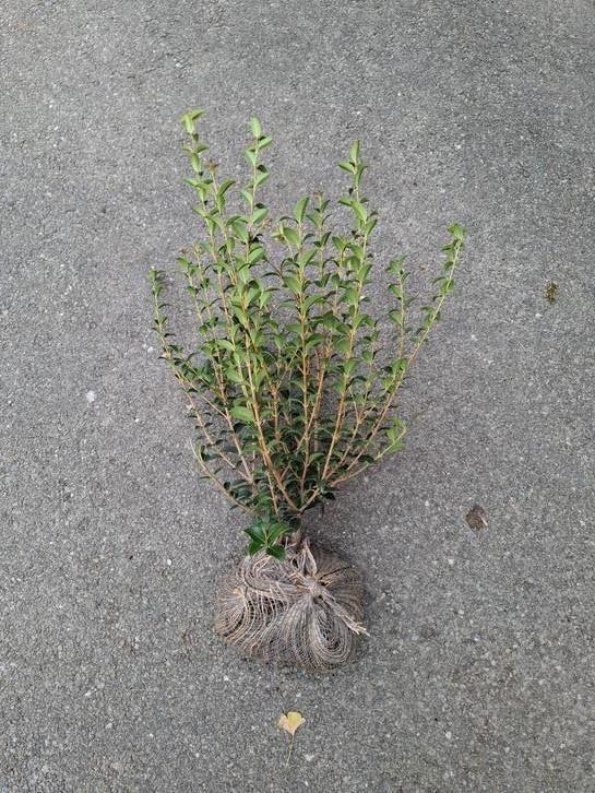Osmanthus burkwoodii - schijnhulst 40-60 cm, Tuin en Terras, Planten | Struiken en Hagen, Ophalen