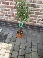 olijfboom, Ophalen of Verzenden, In pot, Olijfboom